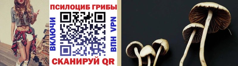Псилоцибиновые грибы Psilocybe  Купить  Покровск 